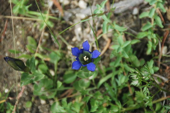 Image of Bog Gentian