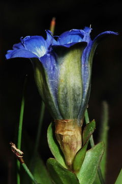 Image of Bog Gentian