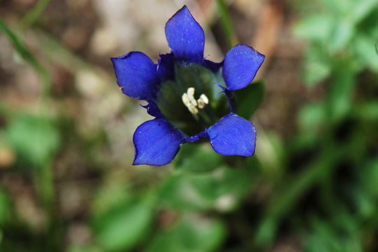 Image of Bog Gentian