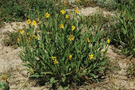 Sivun Helianthella uniflora (Nutt.) Torr. & A. Gray kuva