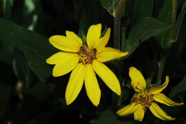 Image of oneflower helianthella