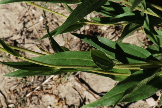 Image of oneflower helianthella