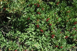 Image of twinberry honeysuckle