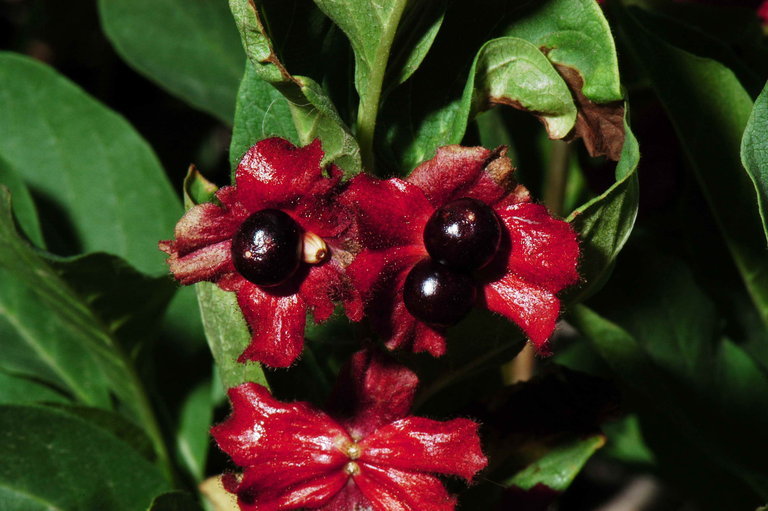 Image of twinberry honeysuckle