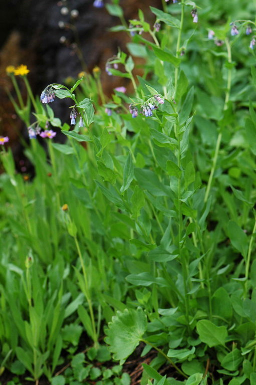 Image of tall fringed bluebells