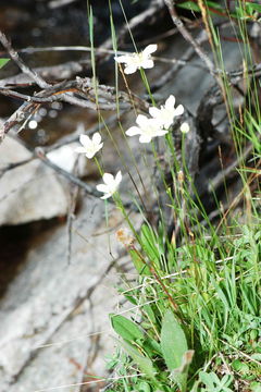 Image of fringed grass of Parnassus