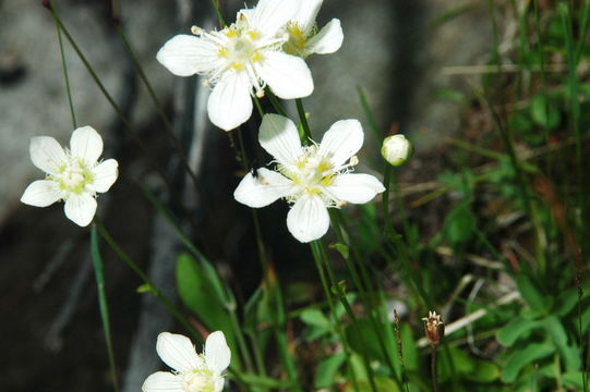 Image of fringed grass of Parnassus