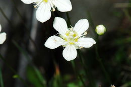 Image of fringed grass of Parnassus