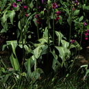 Image of Parry's primrose