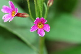 Primula parryi A. Gray resmi