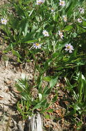 Image de Symphyotrichum foliaceum var. parryi (D. C. Eaton) G. L. Nesom