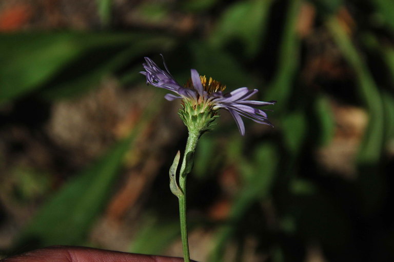 Image of Parry's aster