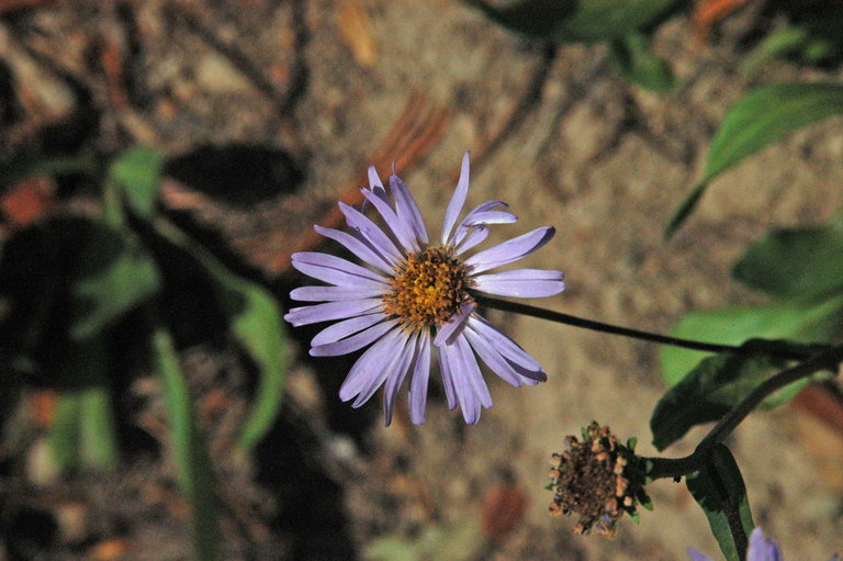 Imagem de Symphyotrichum foliaceum var. parryi (D. C. Eaton) G. L. Nesom