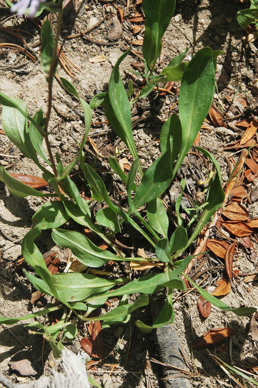 Image of Parry's aster