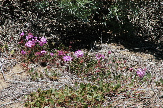 Image of pink sand verbena