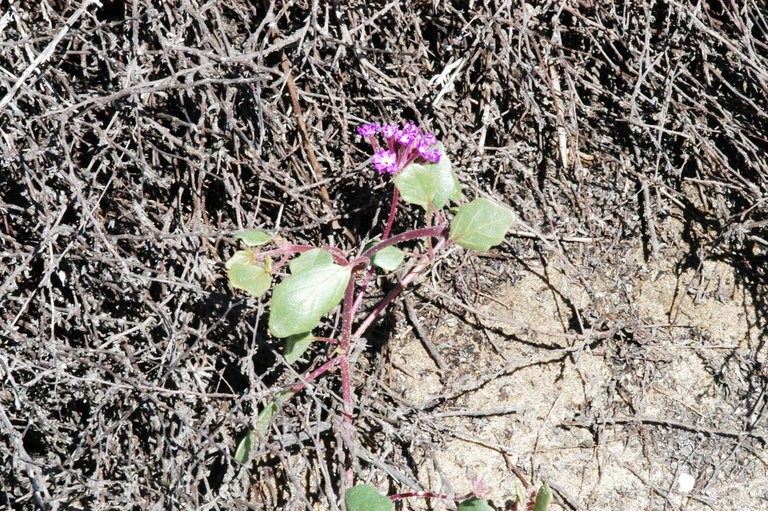 Image of pink sand verbena