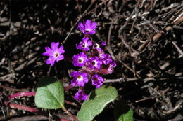 Image of pink sand verbena