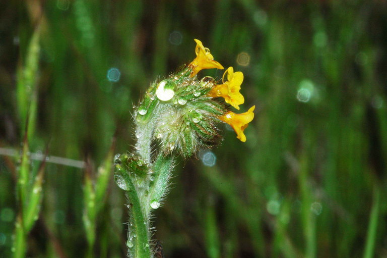 Image of tarweed fiddleneck