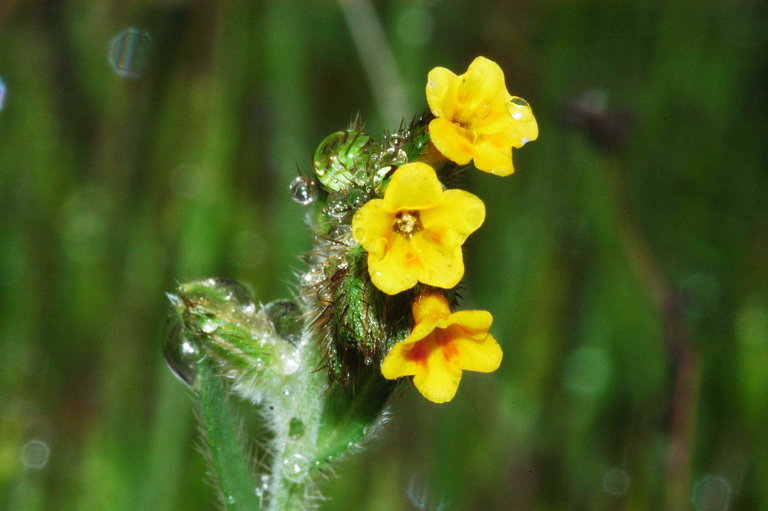 Image of tarweed fiddleneck