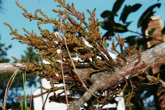 Image of western dwarf mistletoe