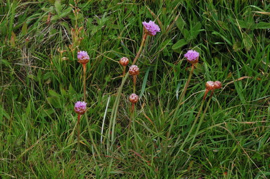 Image of California seapink