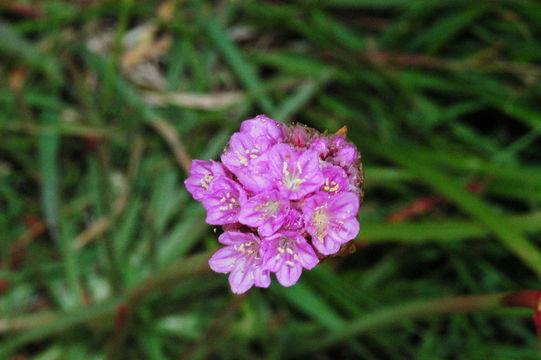 Imagem de Armeria maritima subsp. californica (Boiss.) A. E. Porsild