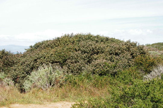 Plancia ëd Arctostaphylos morroensis Wiesl. & Schreiber