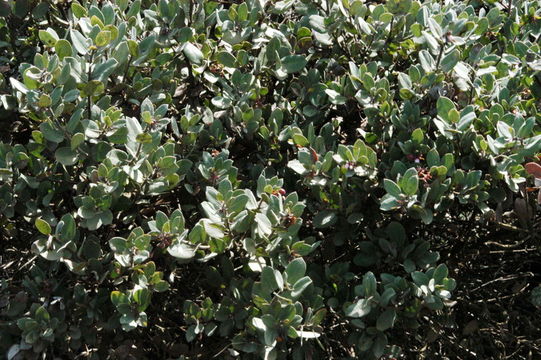 Plancia ëd Arctostaphylos morroensis Wiesl. & Schreiber