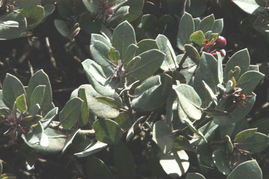 Plancia ëd Arctostaphylos morroensis Wiesl. & Schreiber