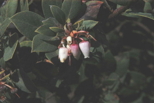 Imagem de Arctostaphylos morroensis Wiesl. & Schreiber