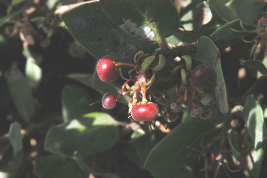 Image of Morro manzanita