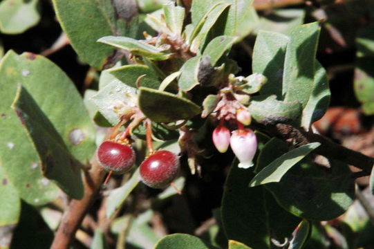 Plancia ëd Arctostaphylos morroensis Wiesl. & Schreiber