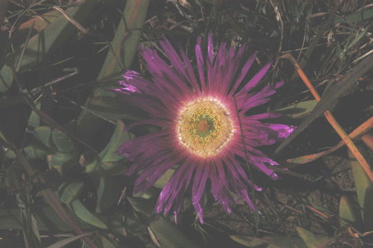 Imagem de Carpobrotus edulis (L.) N. E. Br.