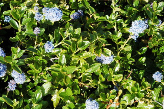 Image of blueblossom