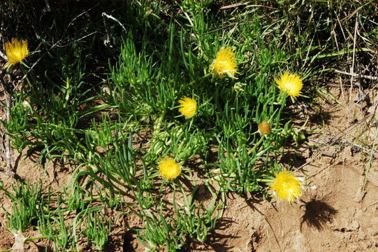 Imagem de Conicosia pugioniformis (L.) N. E. Br.