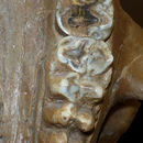 Image of Haplomastodon