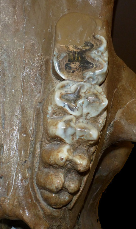 Image of Haplomastodon