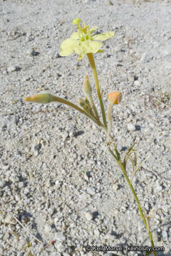 Image of Fortuna Range suncup