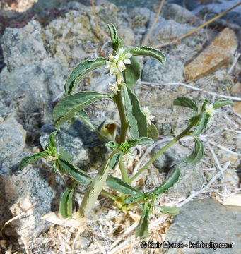 Image of <i>Ditaxis serrata</i> var. <i>californica</i>