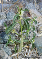 Image of <i>Ditaxis serrata</i> var. <i>californica</i>