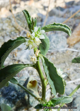 Image of <i>Ditaxis serrata</i> var. <i>californica</i>