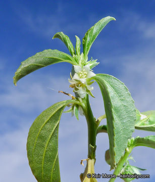 Image of <i>Ditaxis serrata</i> var. <i>californica</i>