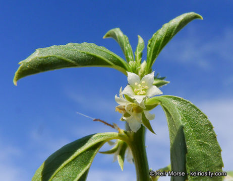 Image of <i>Ditaxis serrata</i> var. <i>californica</i>