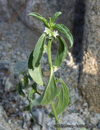 Image of <i>Ditaxis serrata</i> var. <i>californica</i>