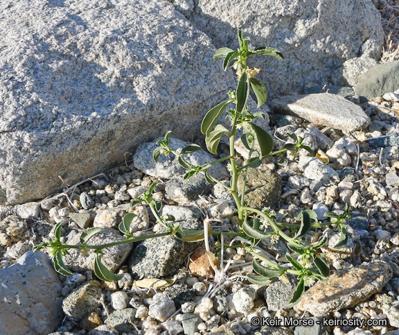 Image of <i>Ditaxis serrata</i> var. <i>californica</i>