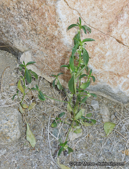 Image of <i>Ditaxis serrata</i> var. <i>californica</i>