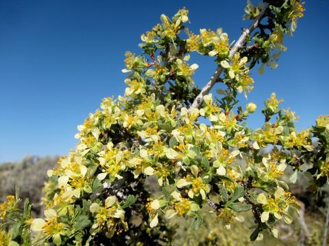 Image of antelope bitterbrush