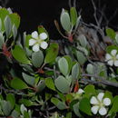 Sivun Geranium cuneatum subsp. hypoleucum (A. Gray) Carlquist & Bissing kuva