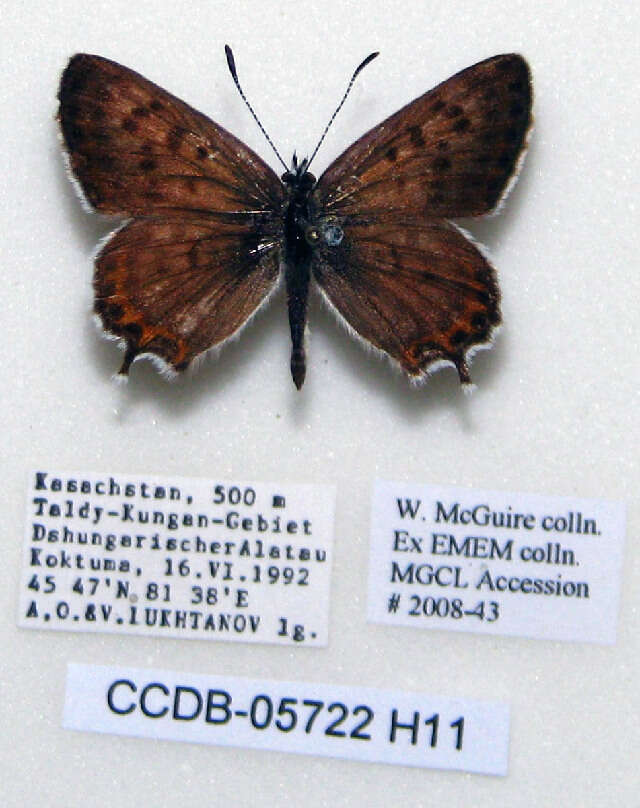 Image of <i>Athamanthia dimorpha</i>