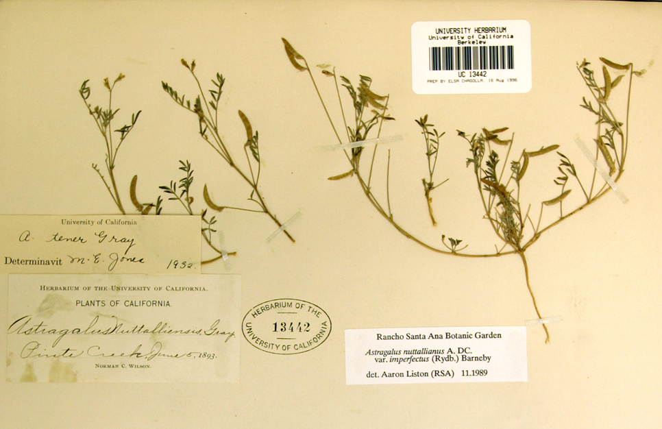 Imagem de Astragalus nuttallianus var. imperfectus (Rydb.) Barneby